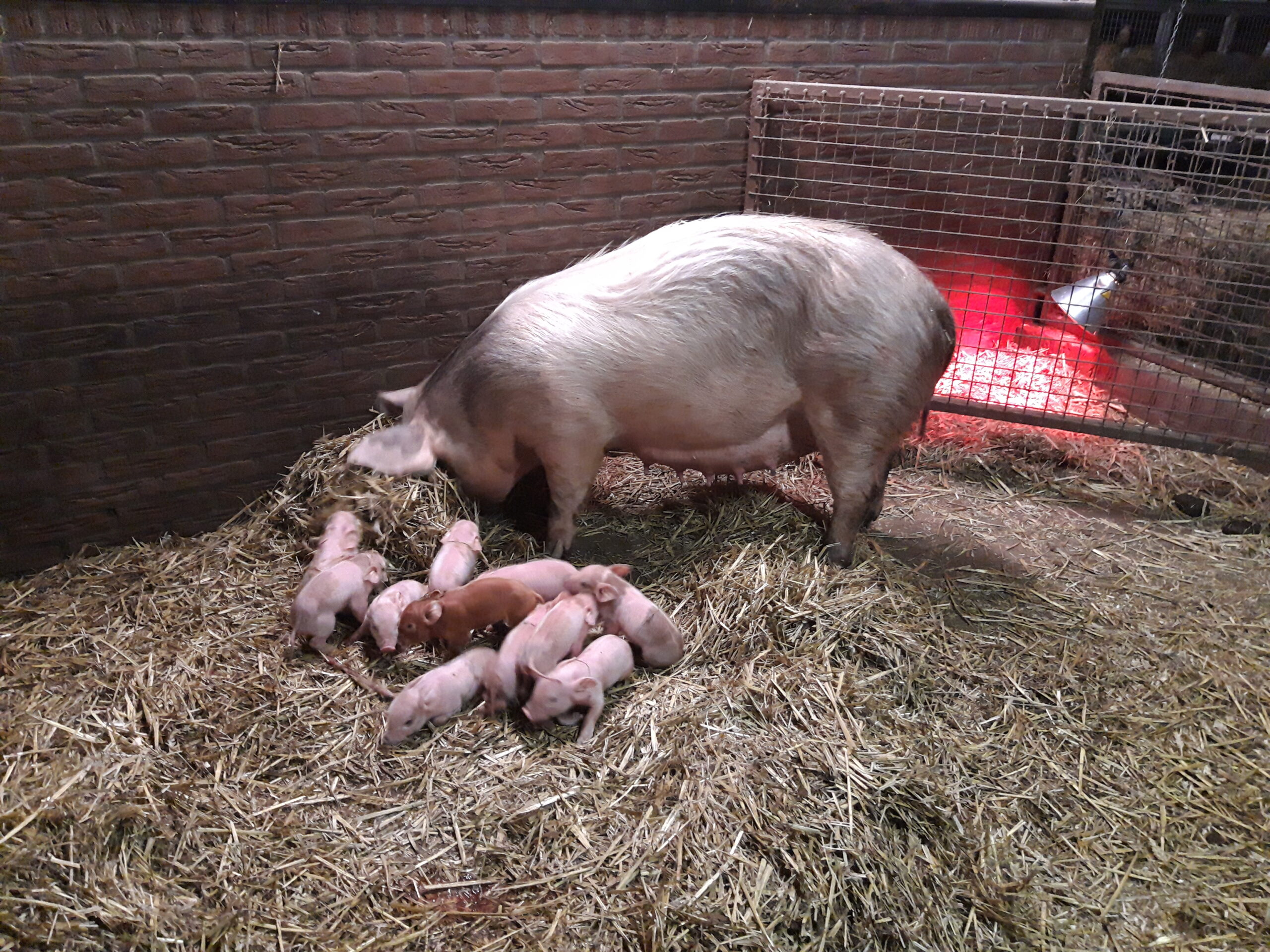 11 biggen geboren