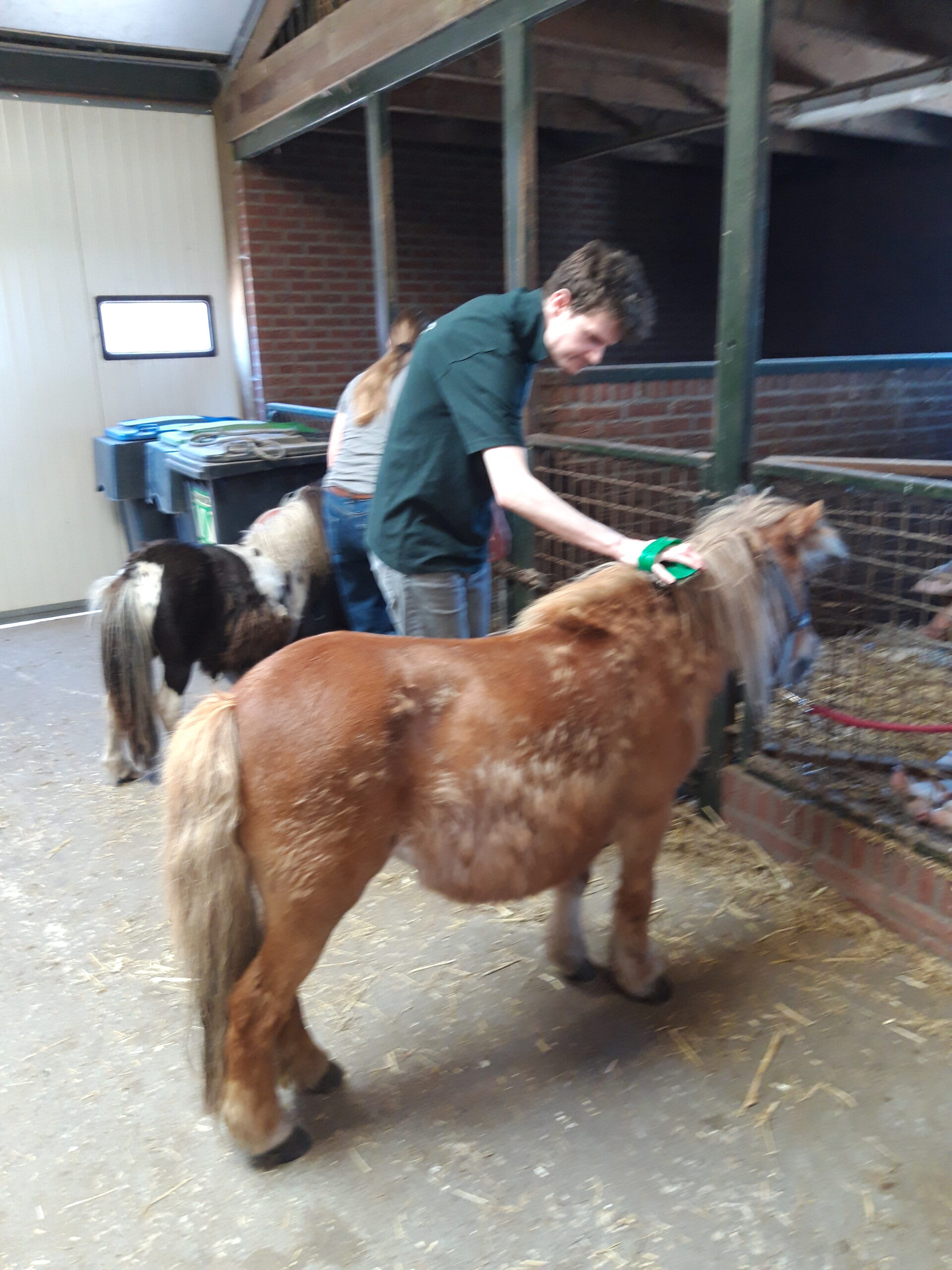 Gerben een pony aan het borstelen